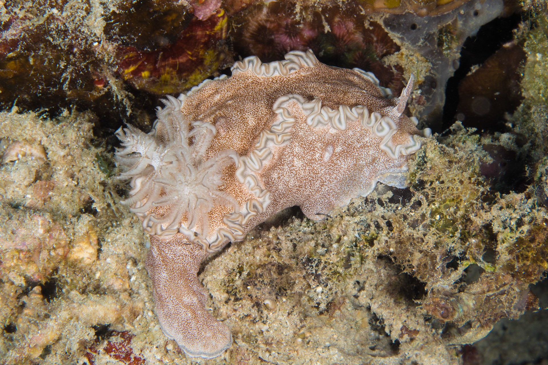 Glossodoris hikuerensis