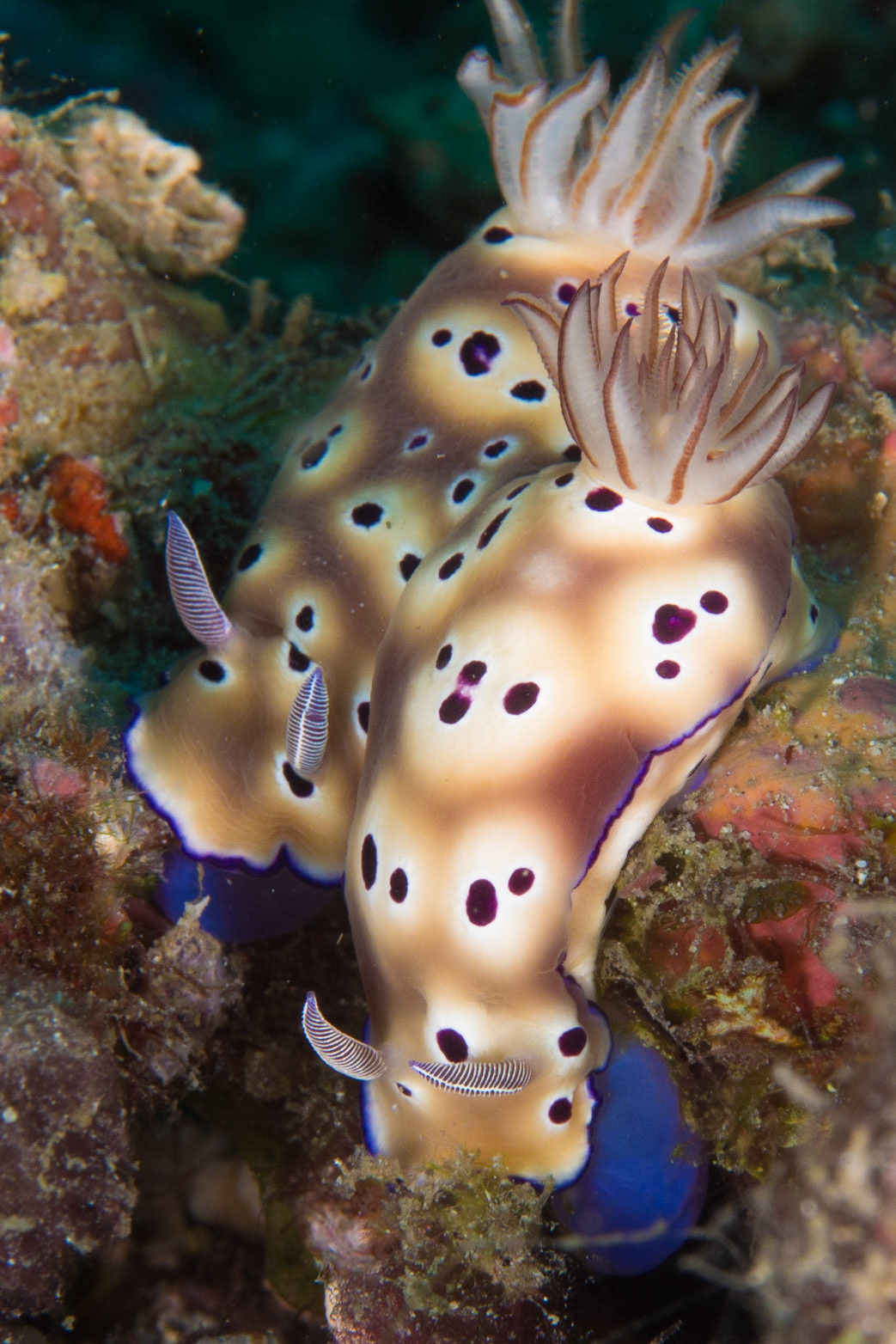 Hypselodoris tryoni