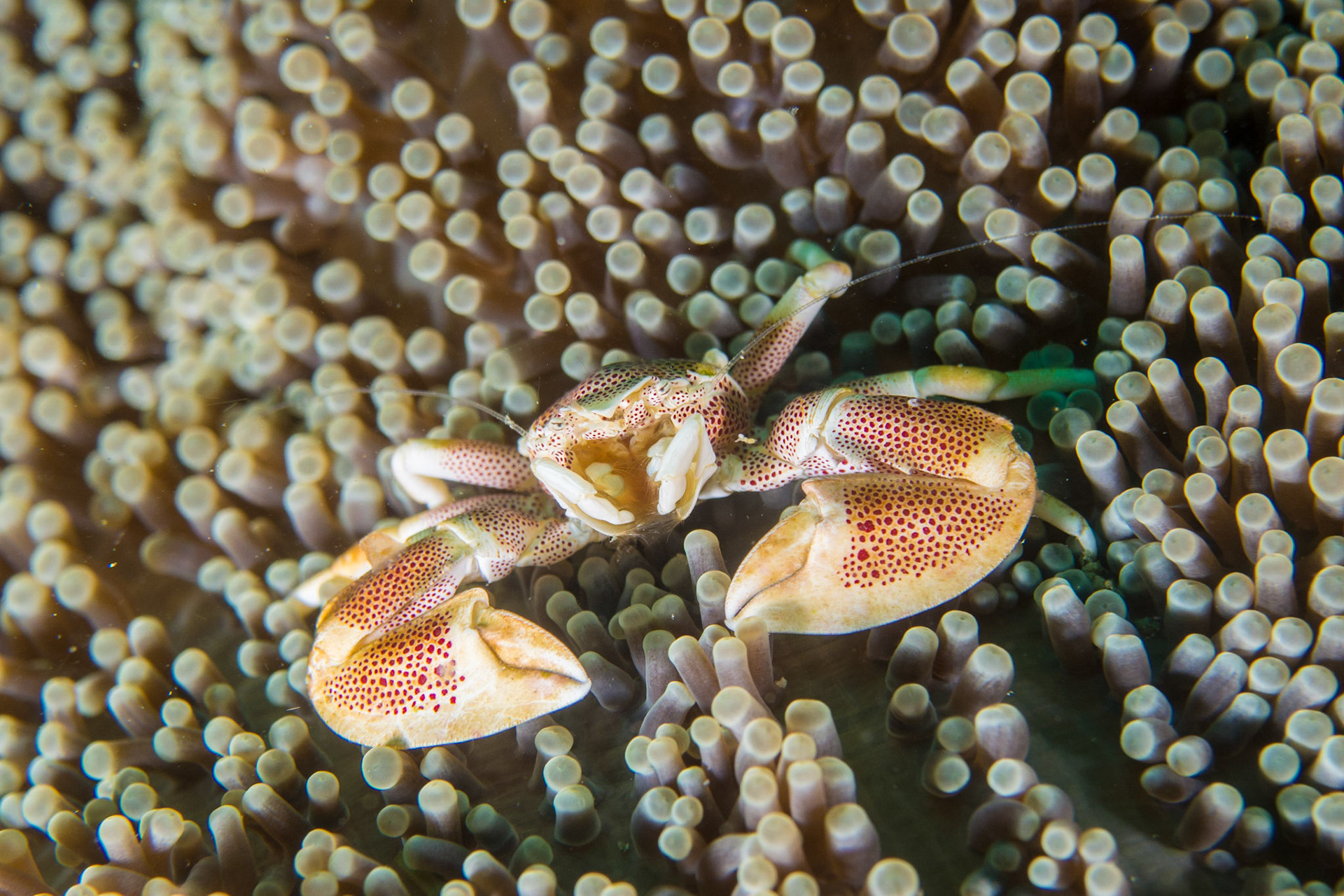 Spotted Porcelain Crab and Magnificent Anemone