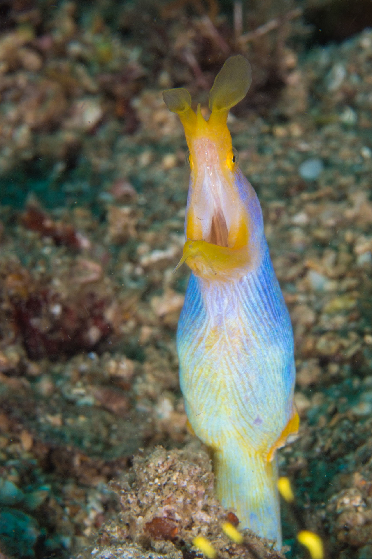 Ribbon Eel