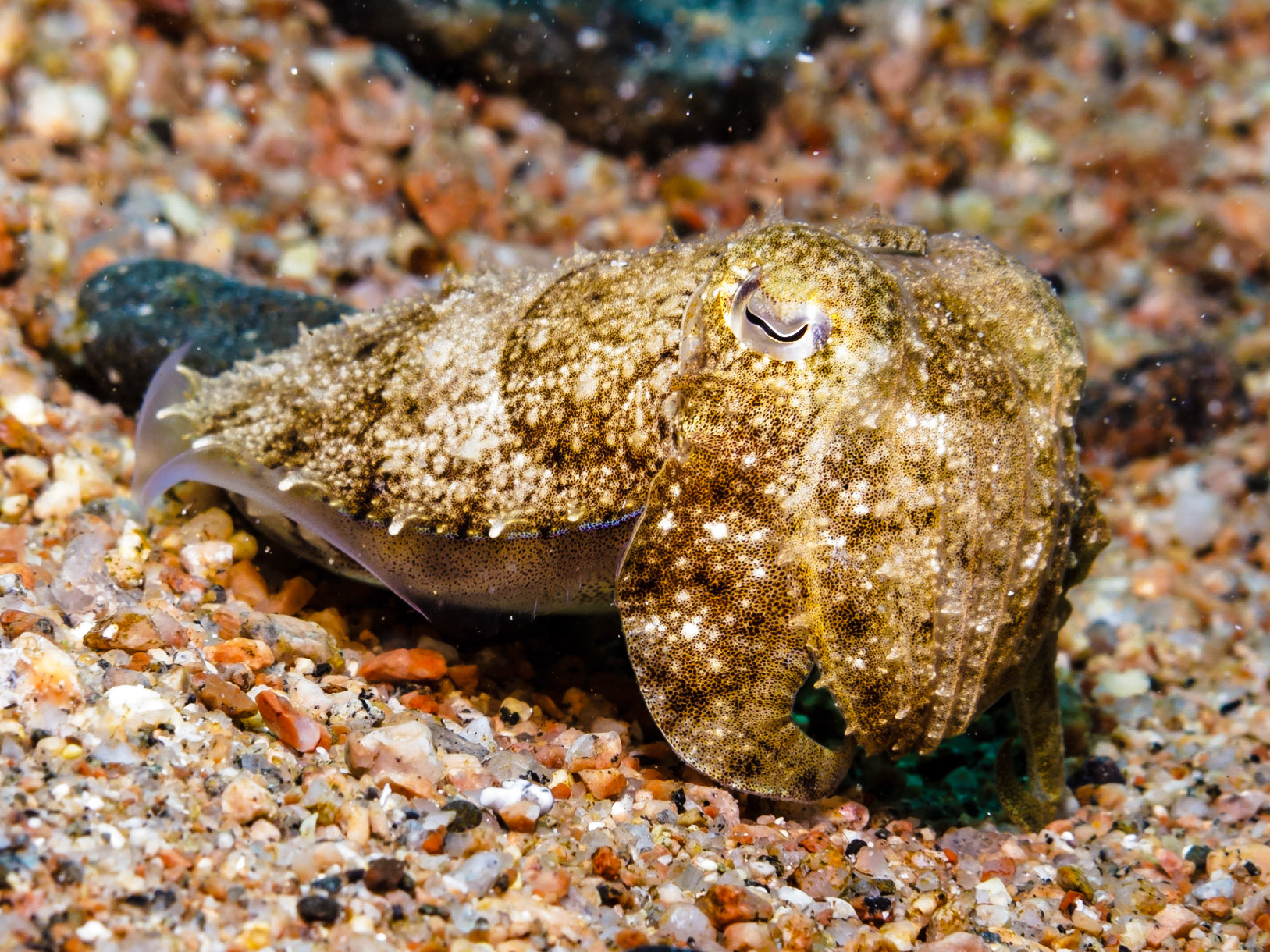 Pharao Cuttlefish