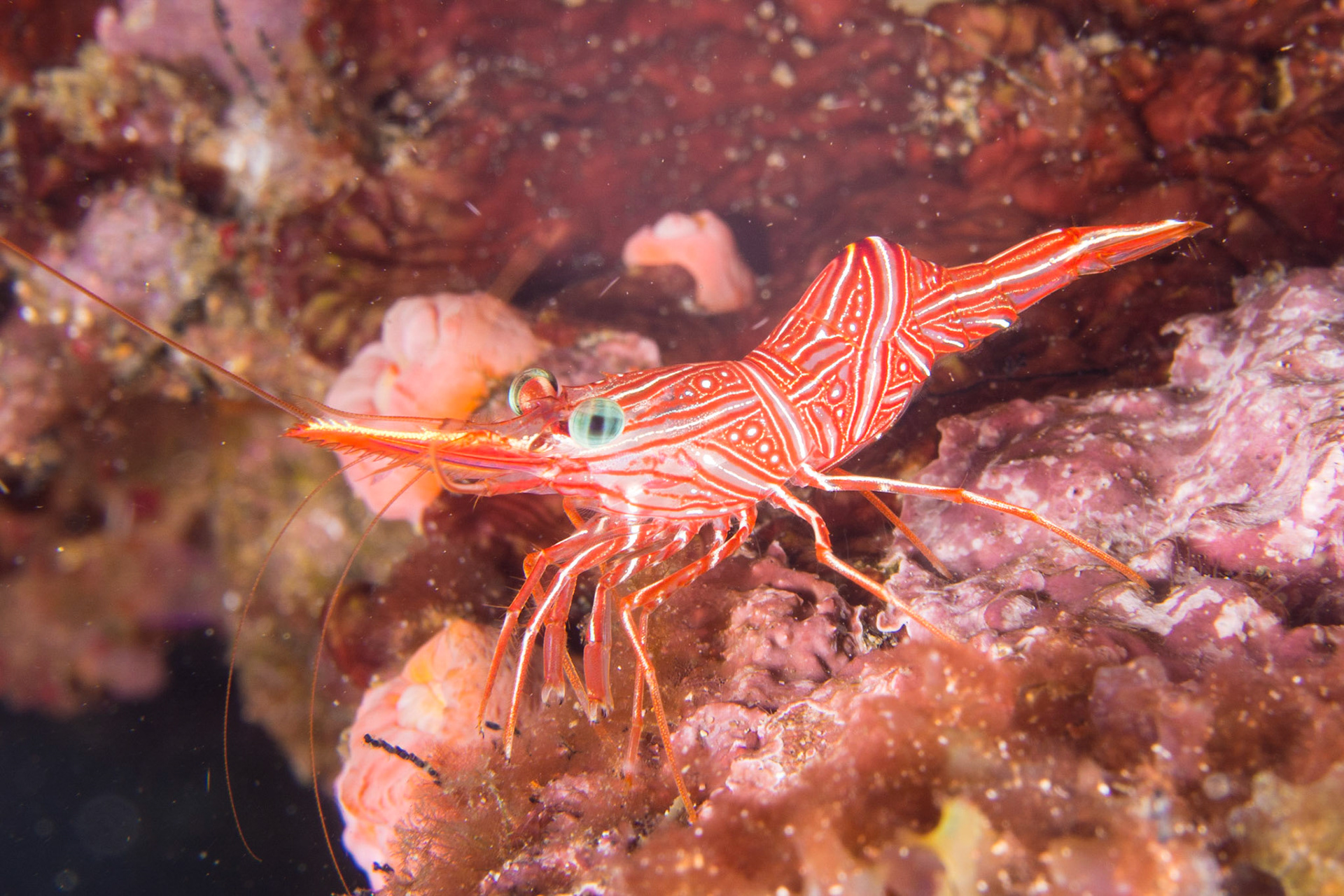 Dancing Shrimp