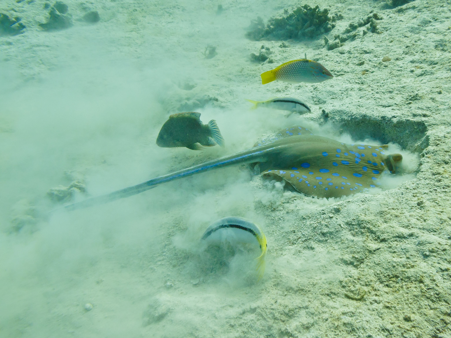 Bluespotted Stingray