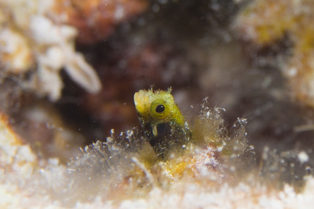 Spinyhead Blenny