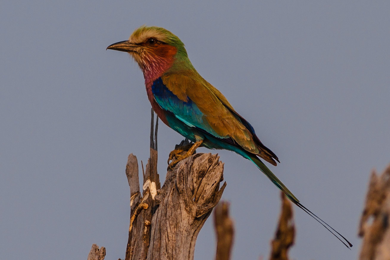 Lilac-breasted Roller