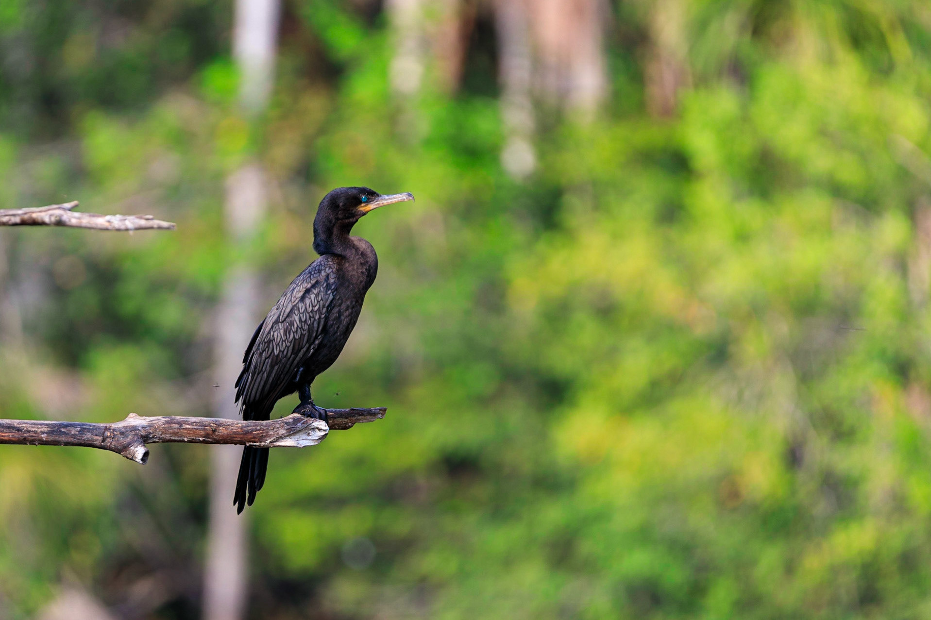 Neotropic Cormorant