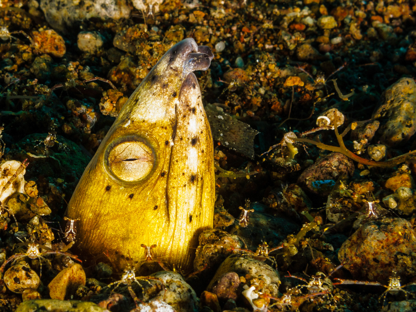 Black-finned Snake Eel