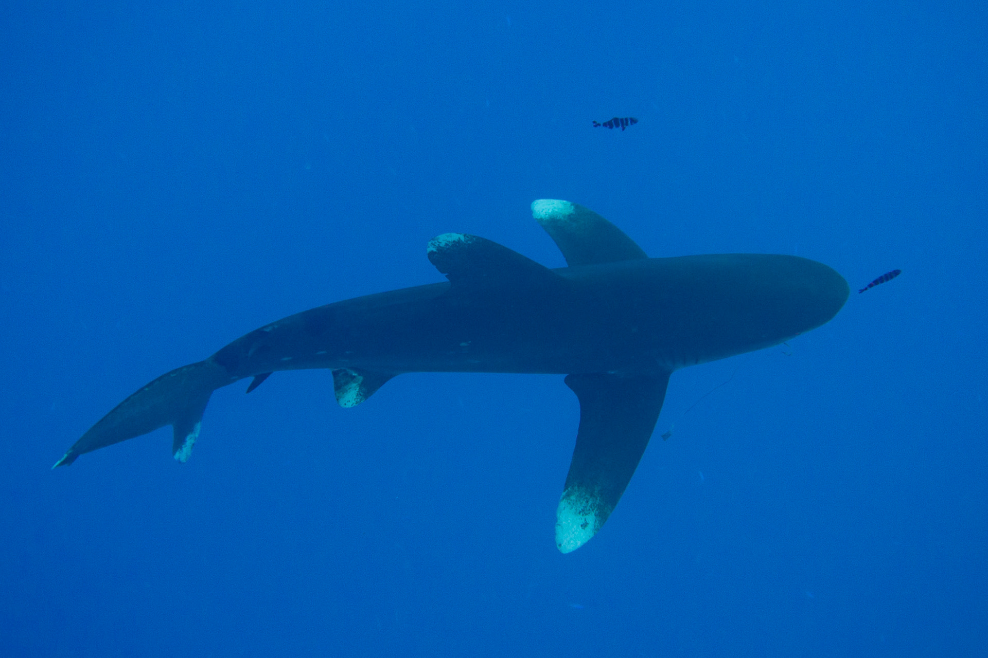 Pilot Fish and Longimanus