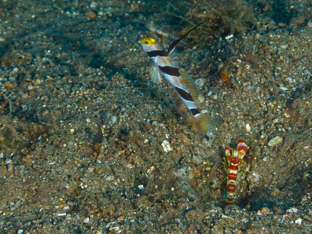 Randall's Snapping Shrimp and Yellownose Shrimpgoby