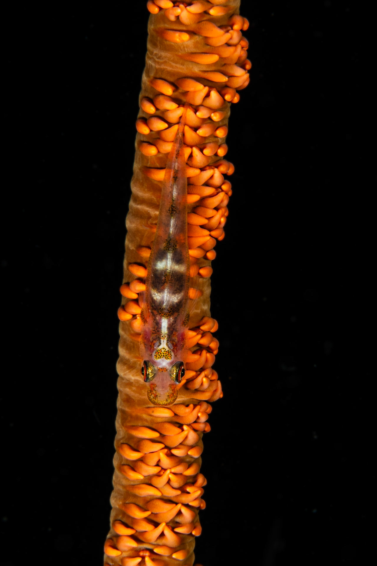 Wire Coral Goby