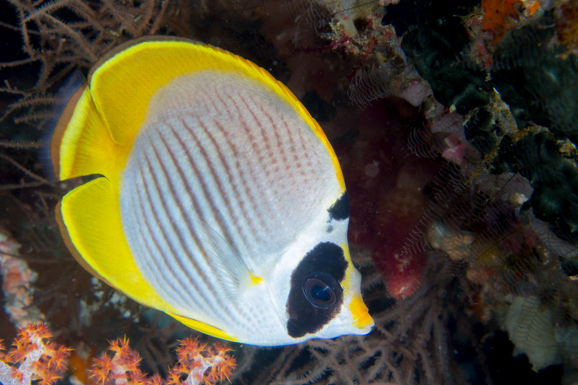 Panda Butterflyfish