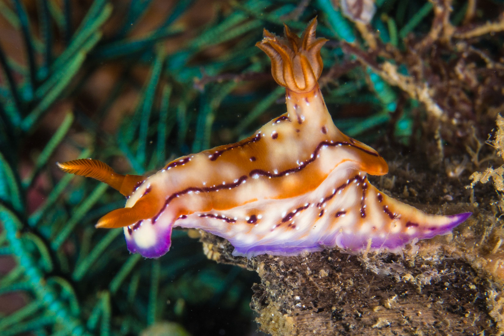 Hypselodoris krakatoa