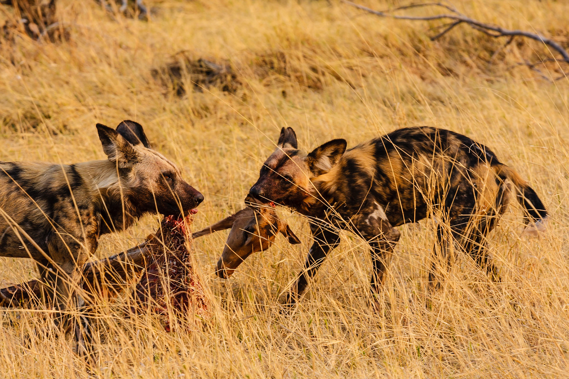 Wild Dogs
