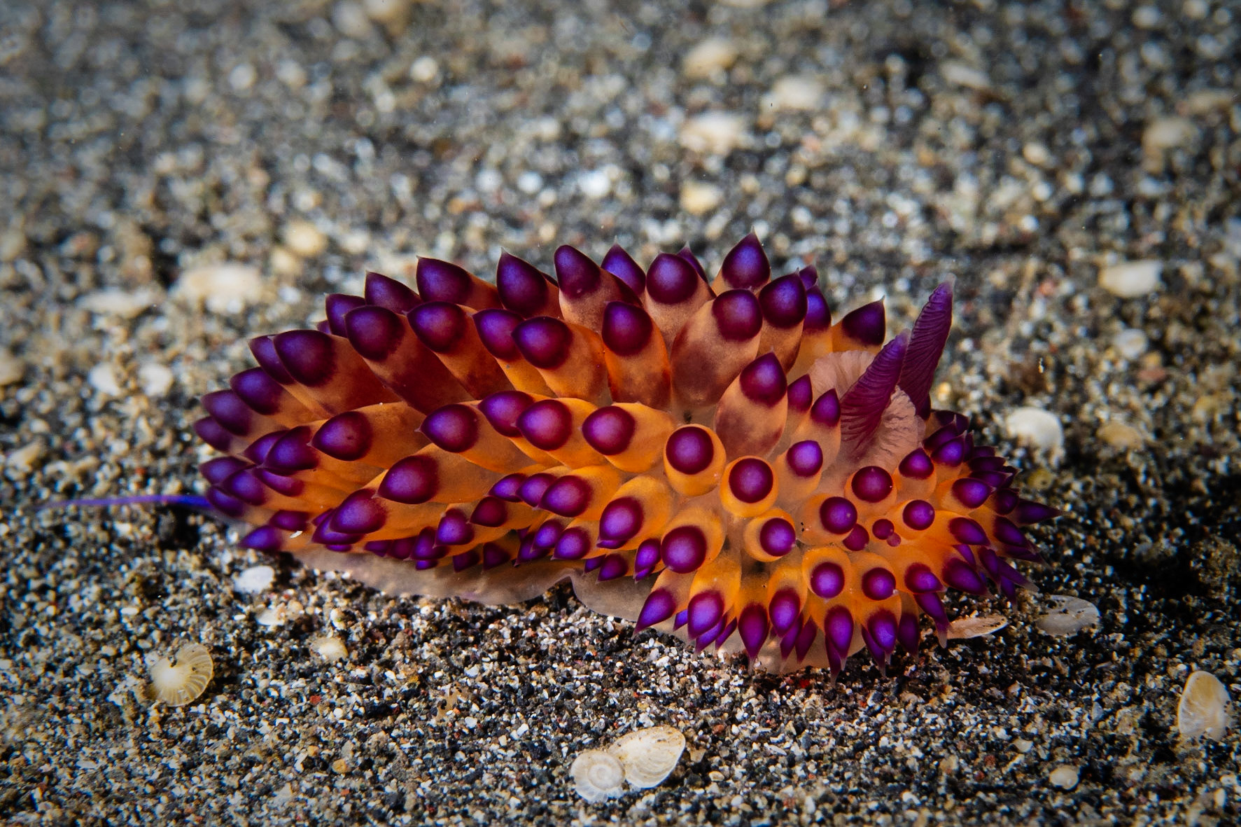 Janolus flavoanulatus
