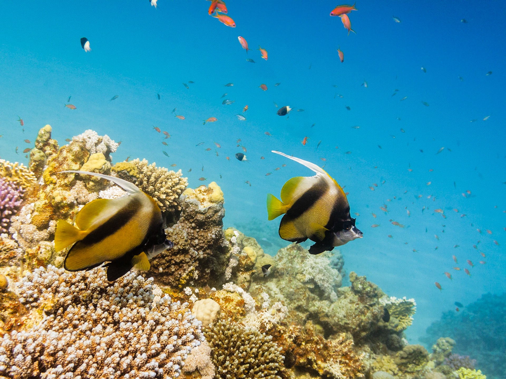Red Sea Bannerfish