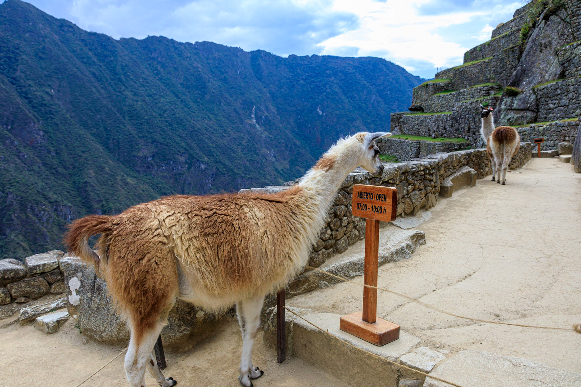 Llama