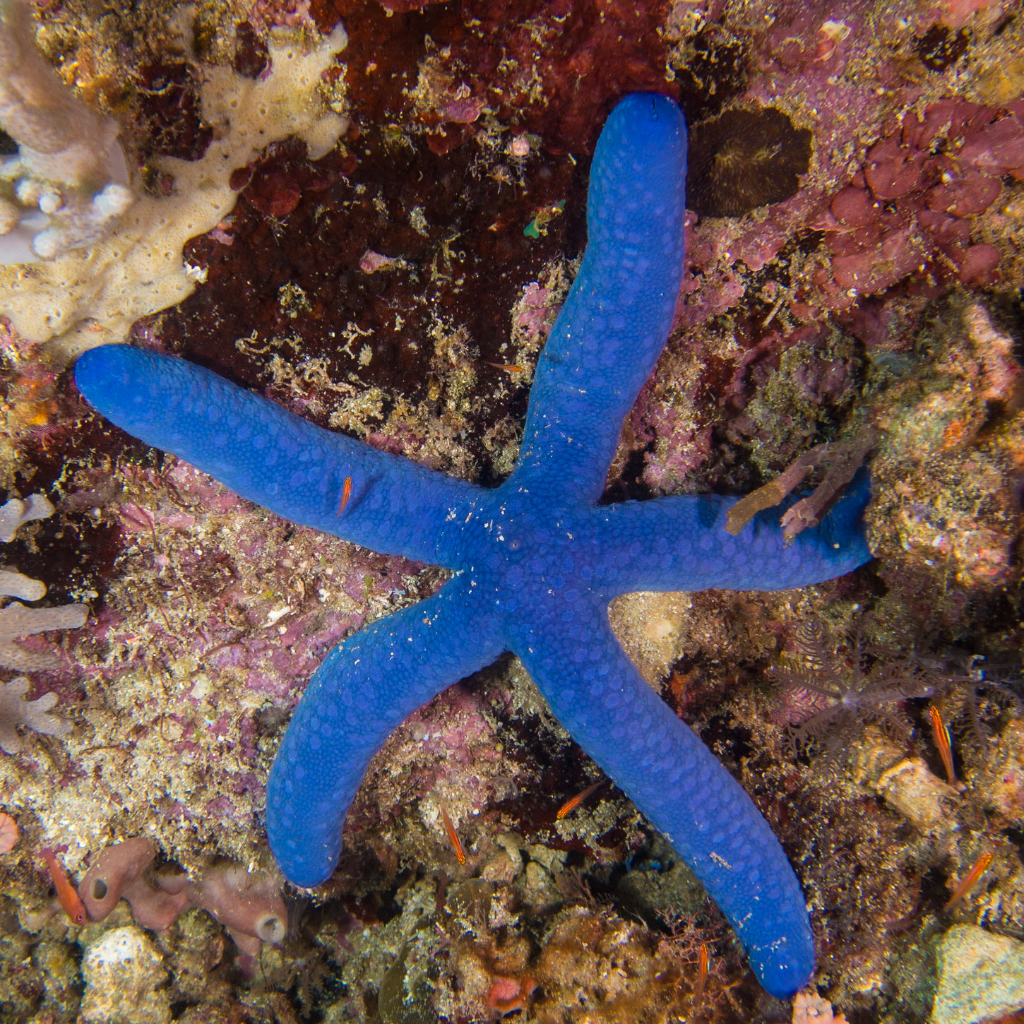 Blue Sea Star