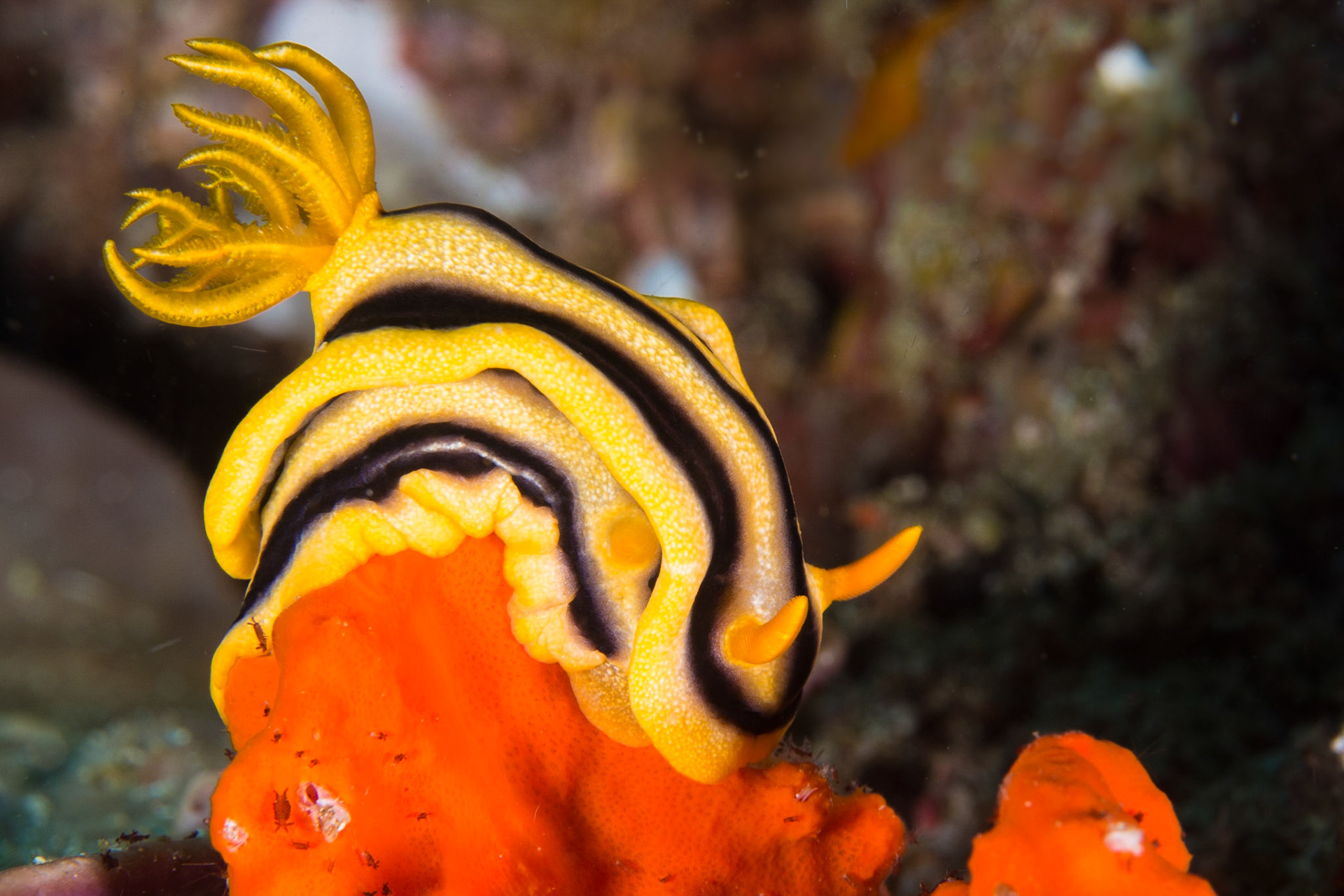 Chromodoris joshi nudibranch at Kirby's Rock in Anilao