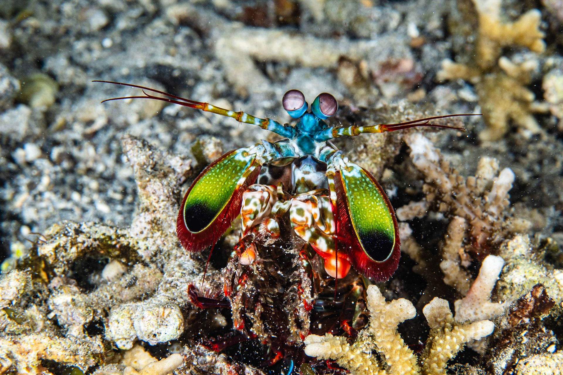Peacock Mantis