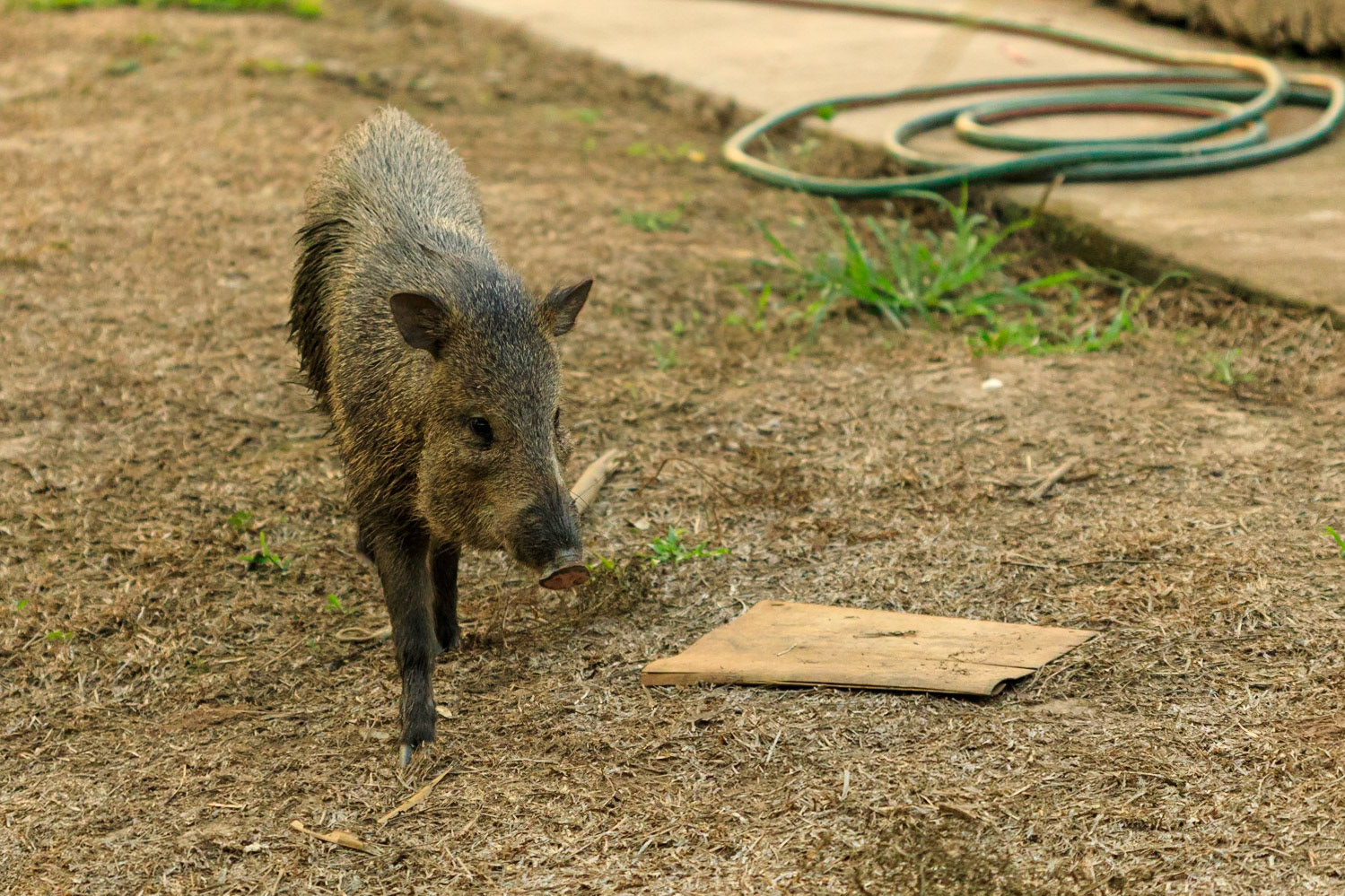 Collared Peccary