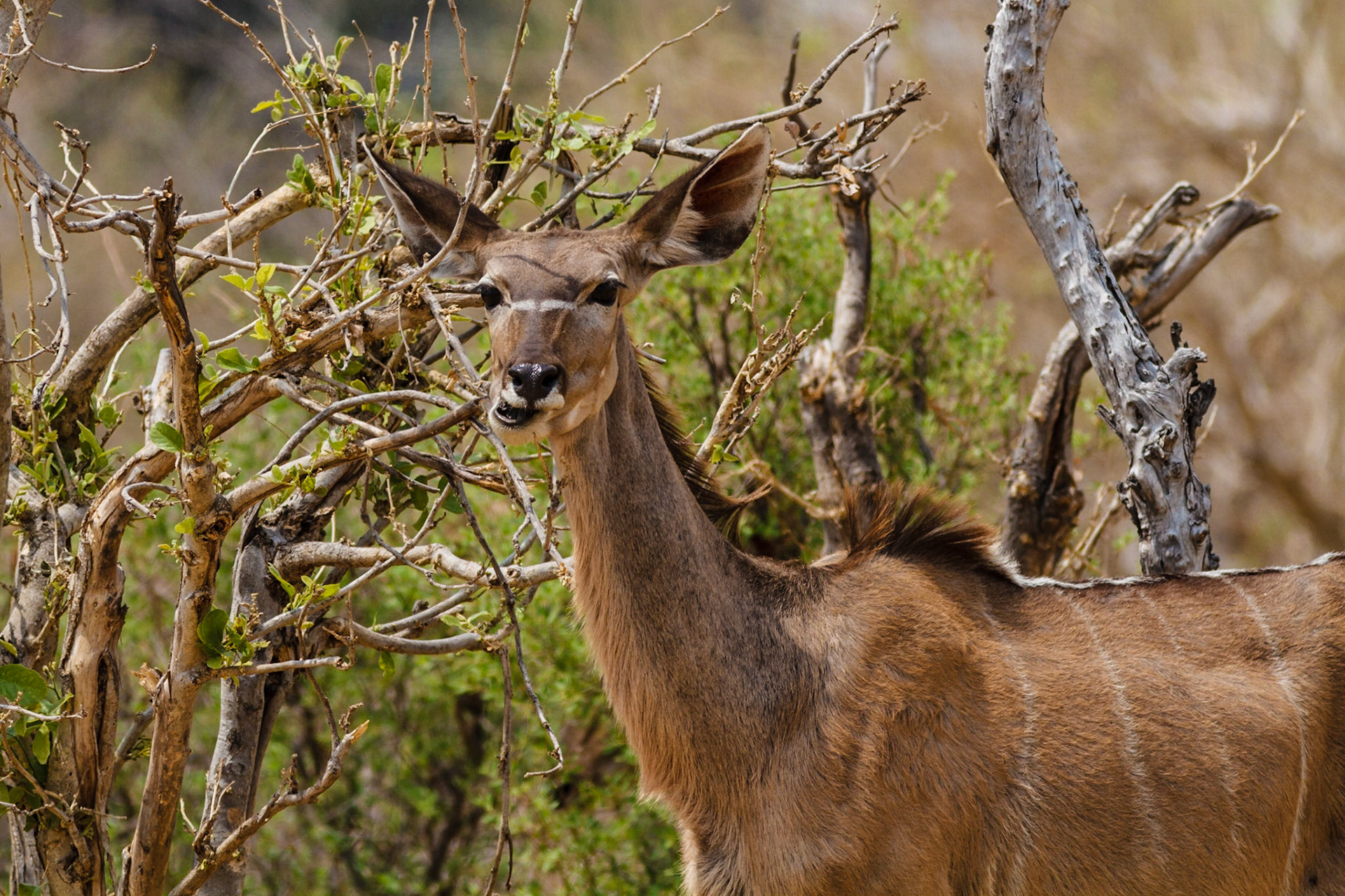Greater Kudu