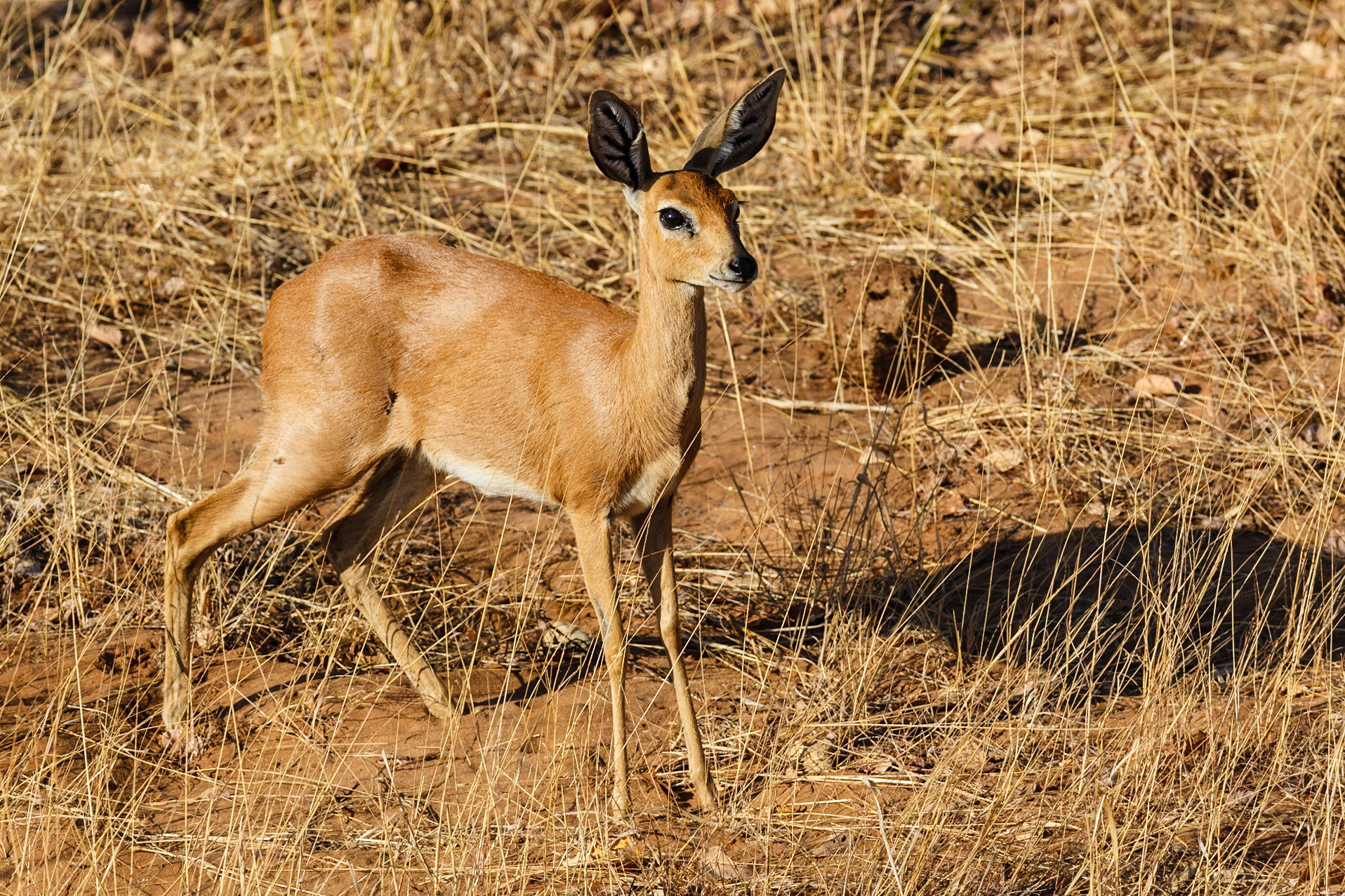 Steinbuck