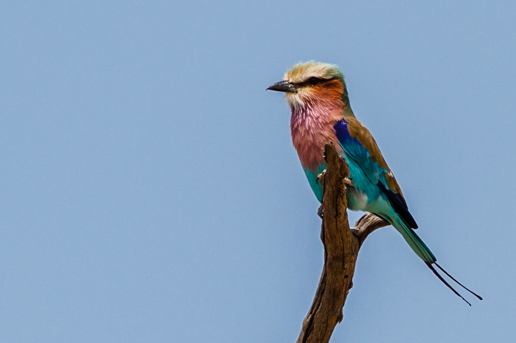 Lilac-breasted Roller