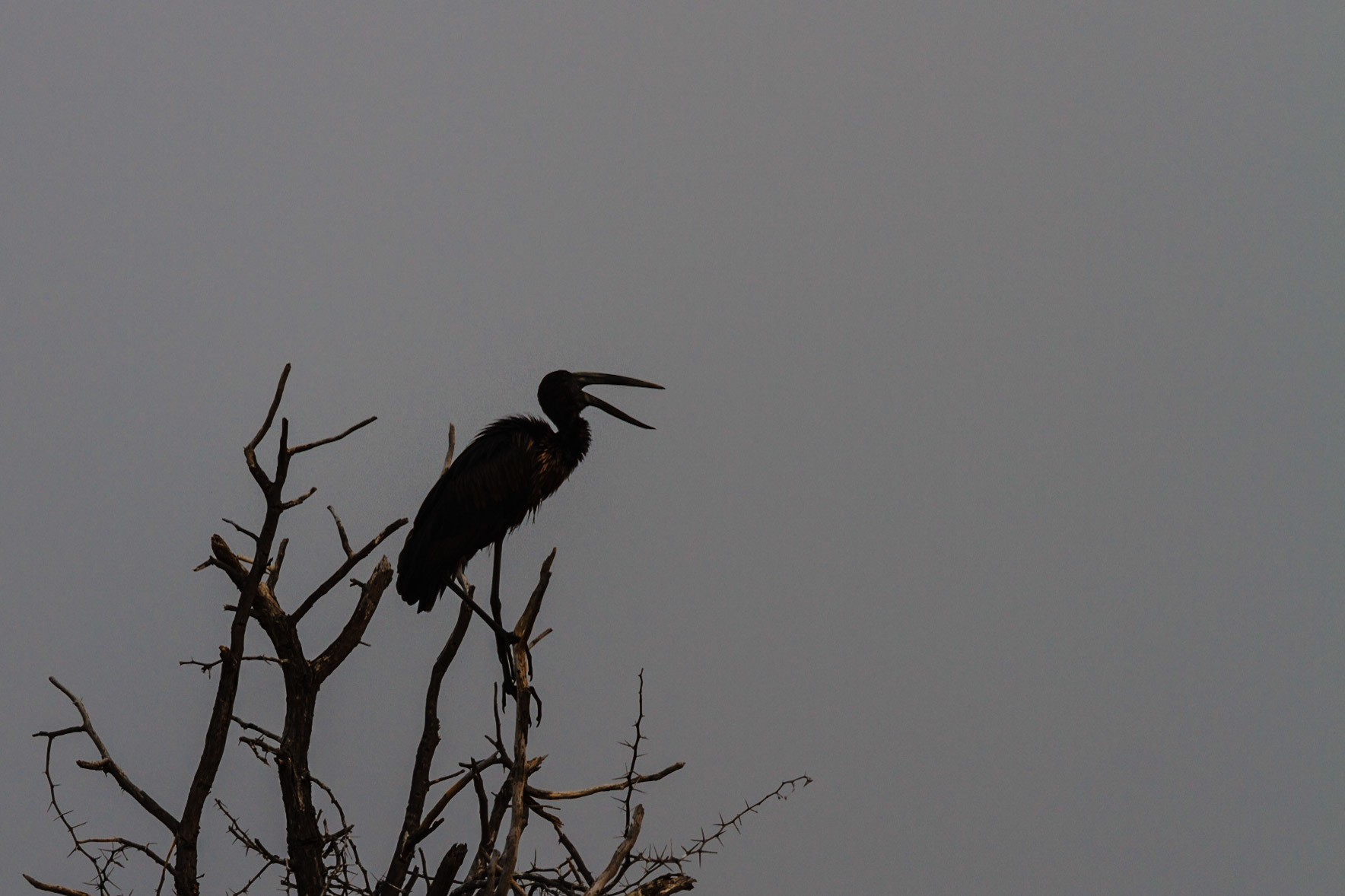 African Openbill