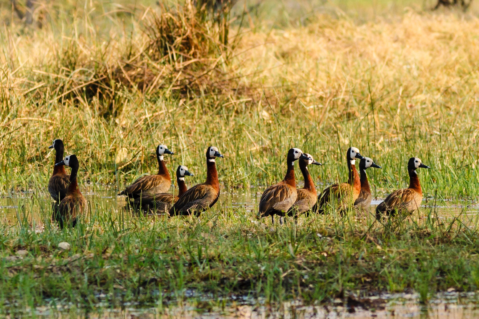 White-faced Whistling Duck