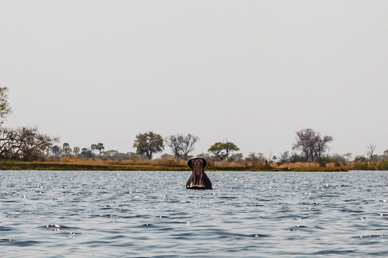 Hippopotamus