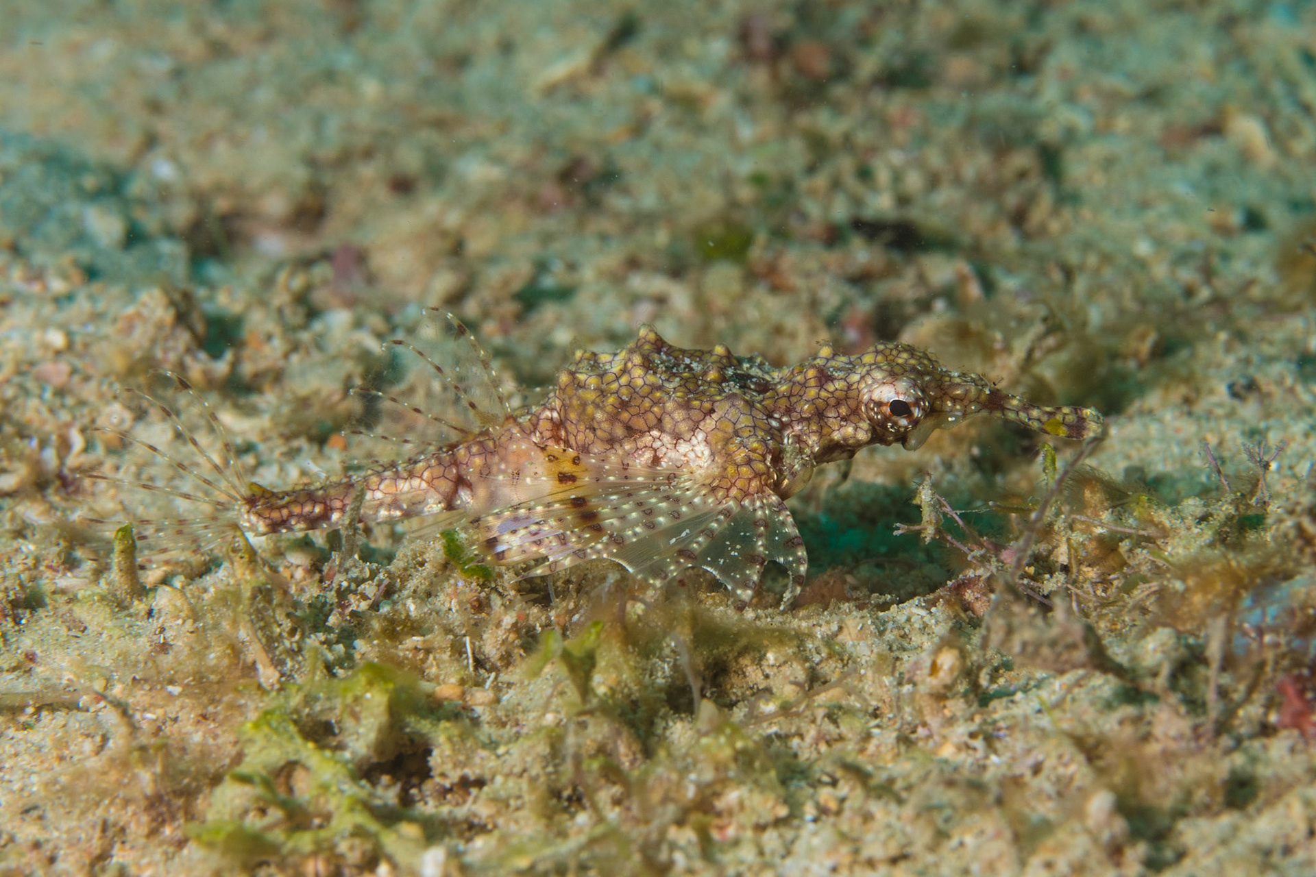 Dragon Sea Moth