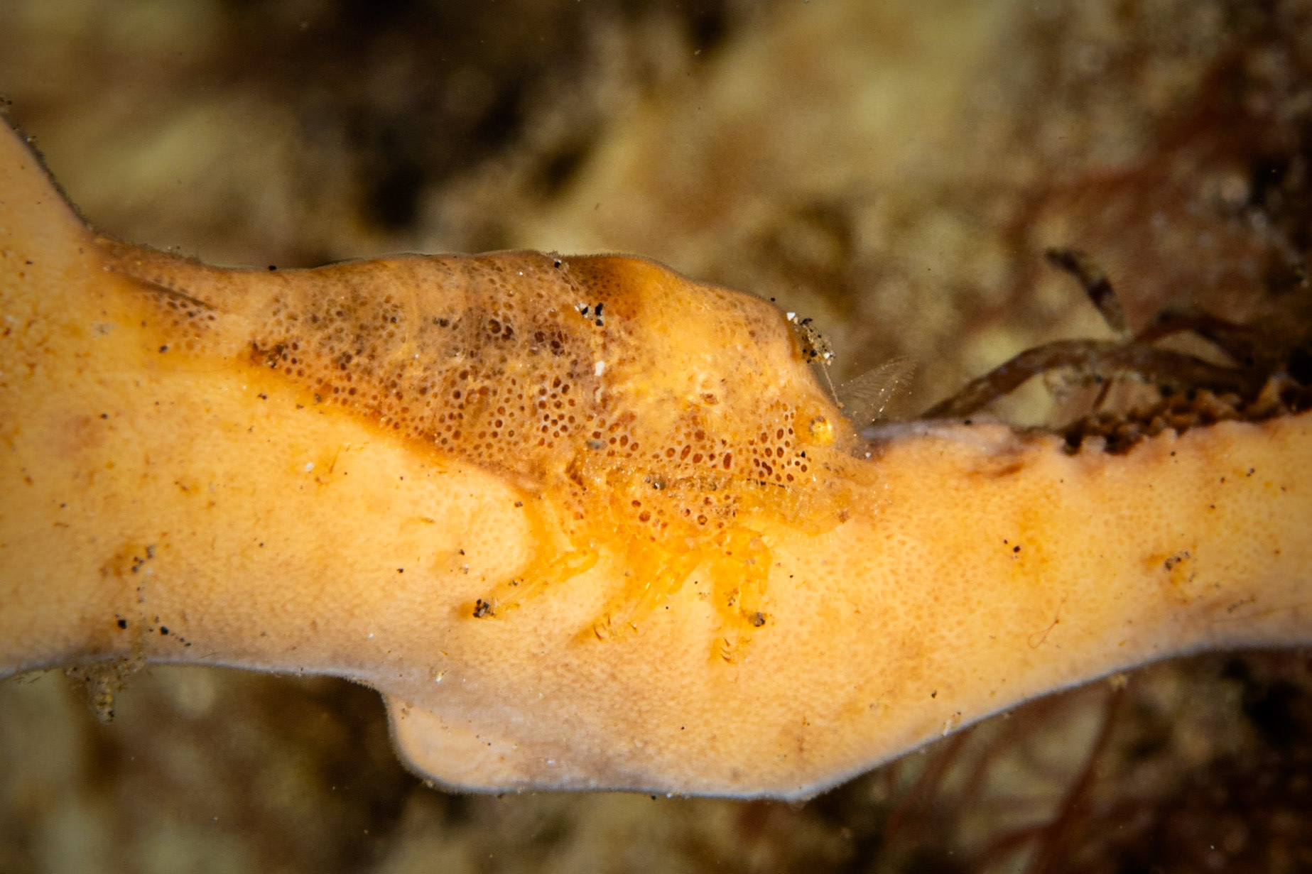 Cryptic Sponge Shrimp