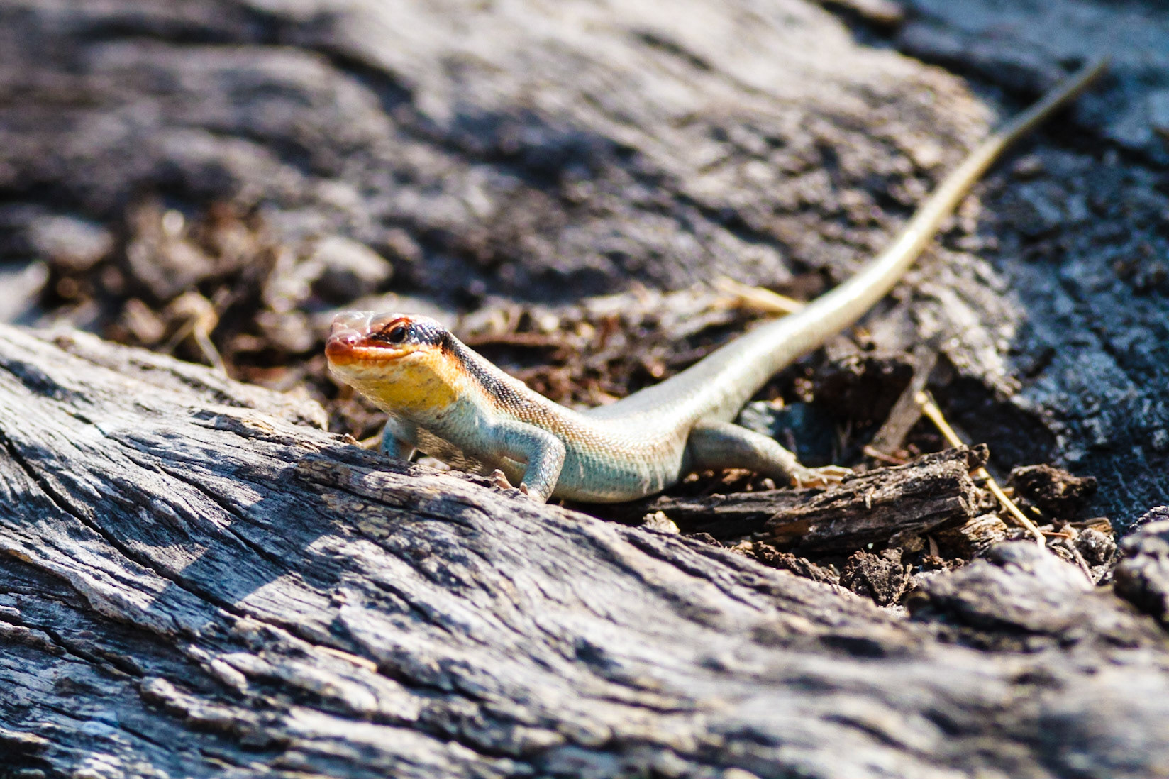 A lizard near our camp