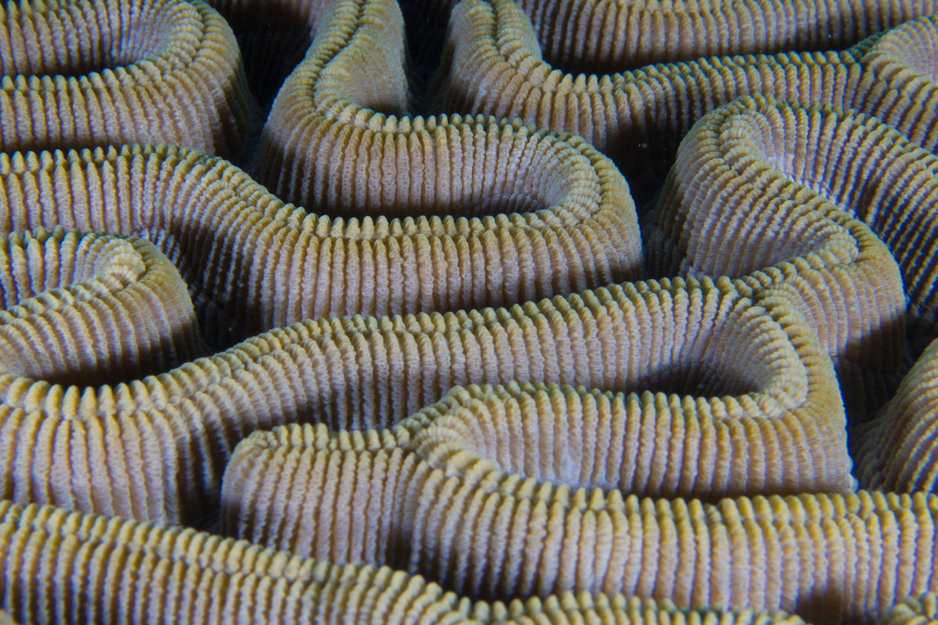 Boulder Brain Coral