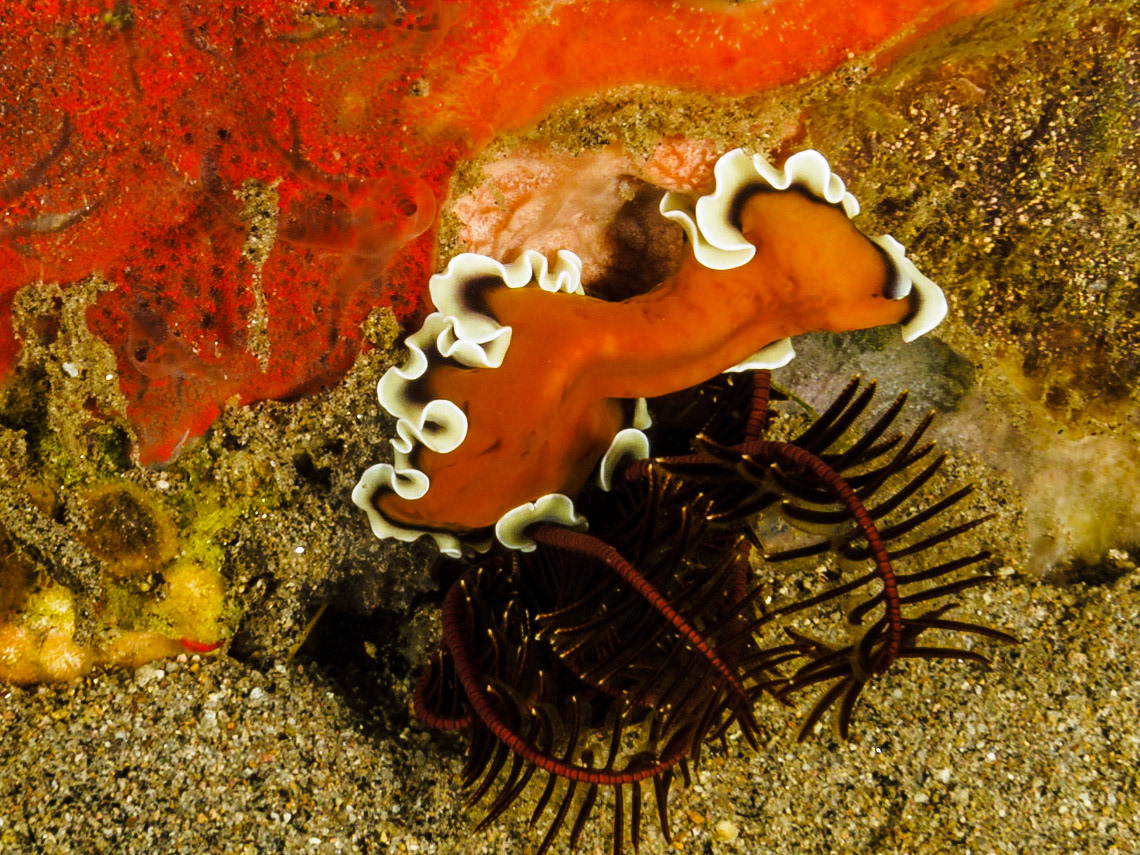 Pseudoceros flatworm