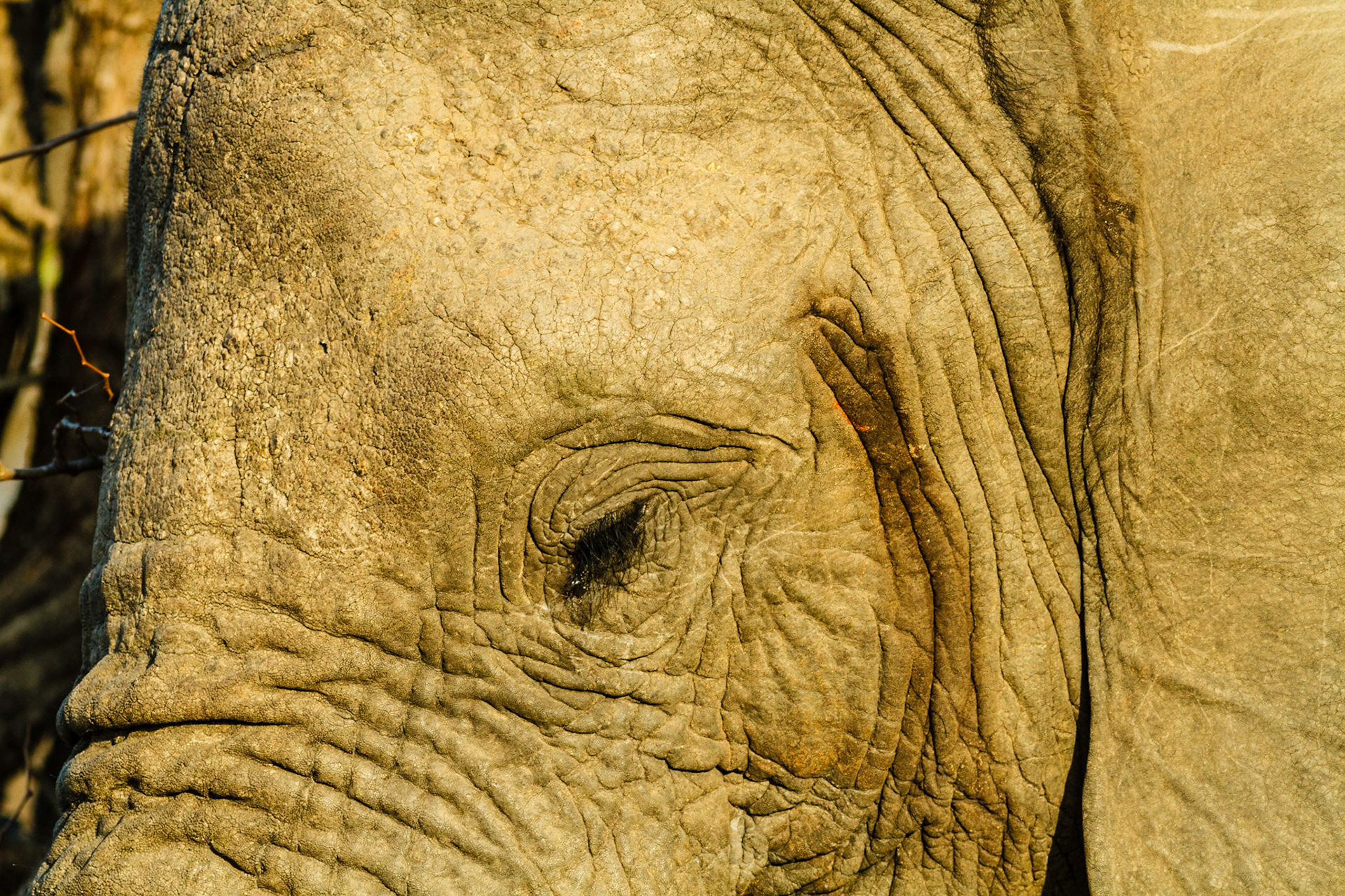 African Elephant