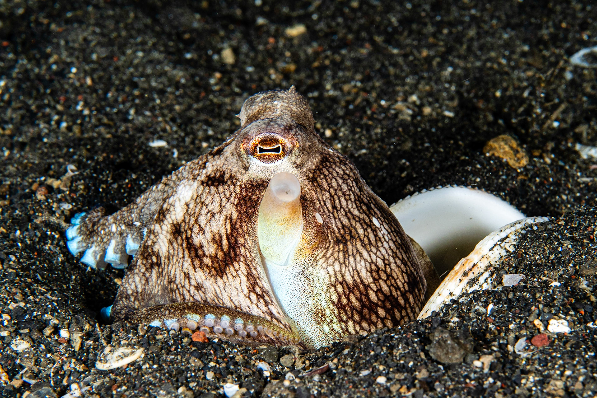 Coconut Octopus
