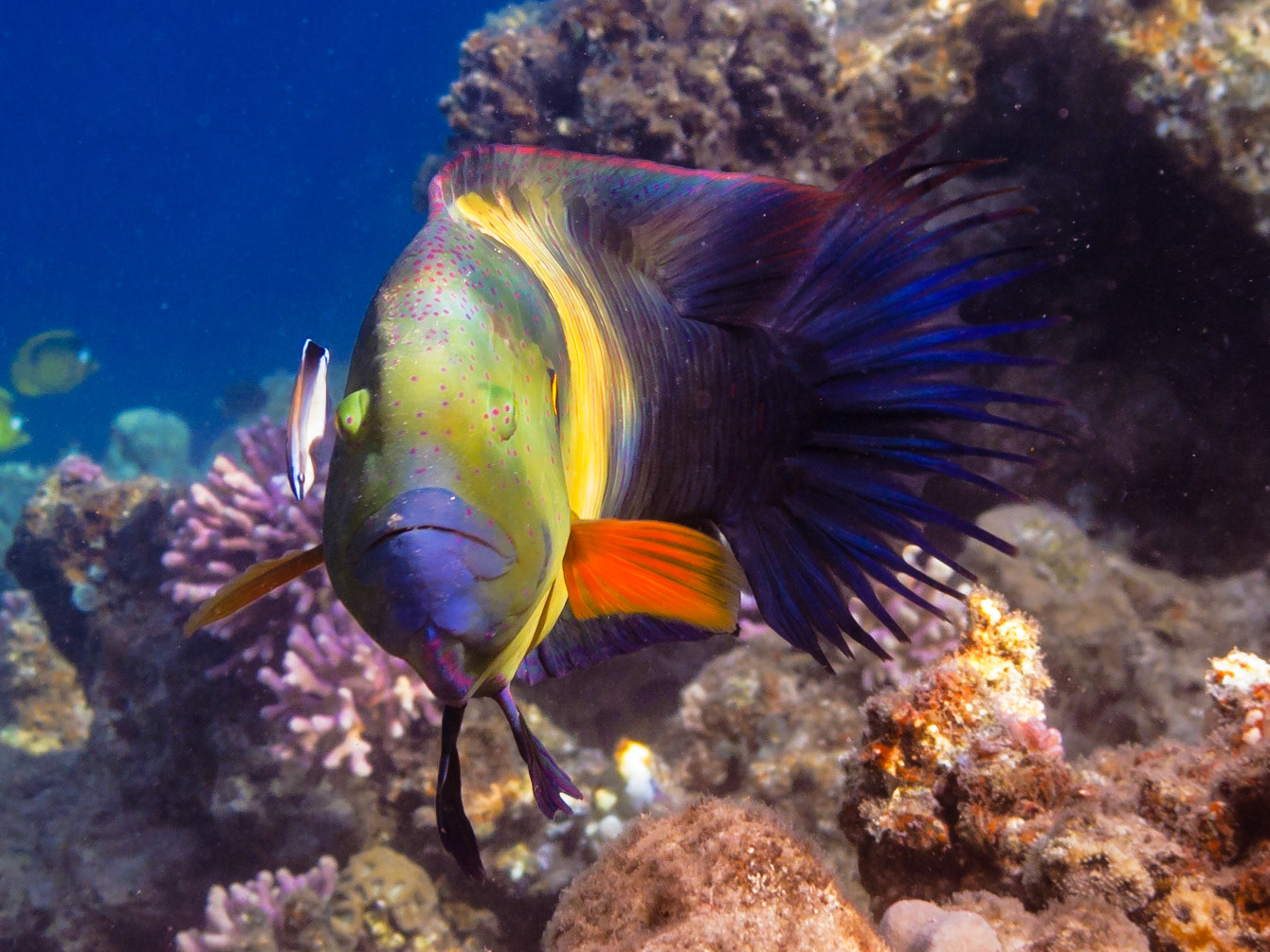 Bluestreak Cleaner Wrasse and Broomtail Wrasse