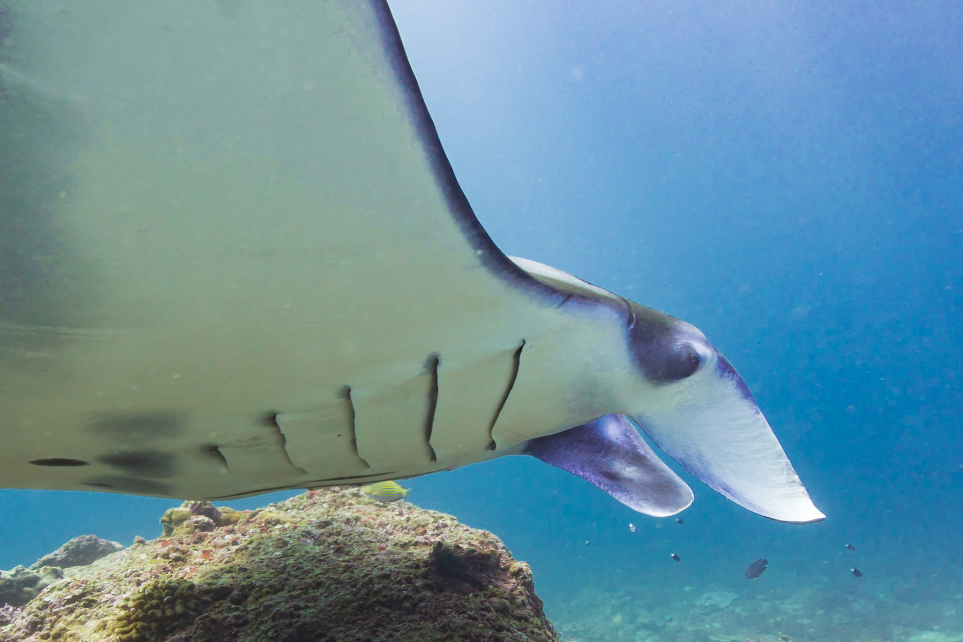 Reef Manta Ray