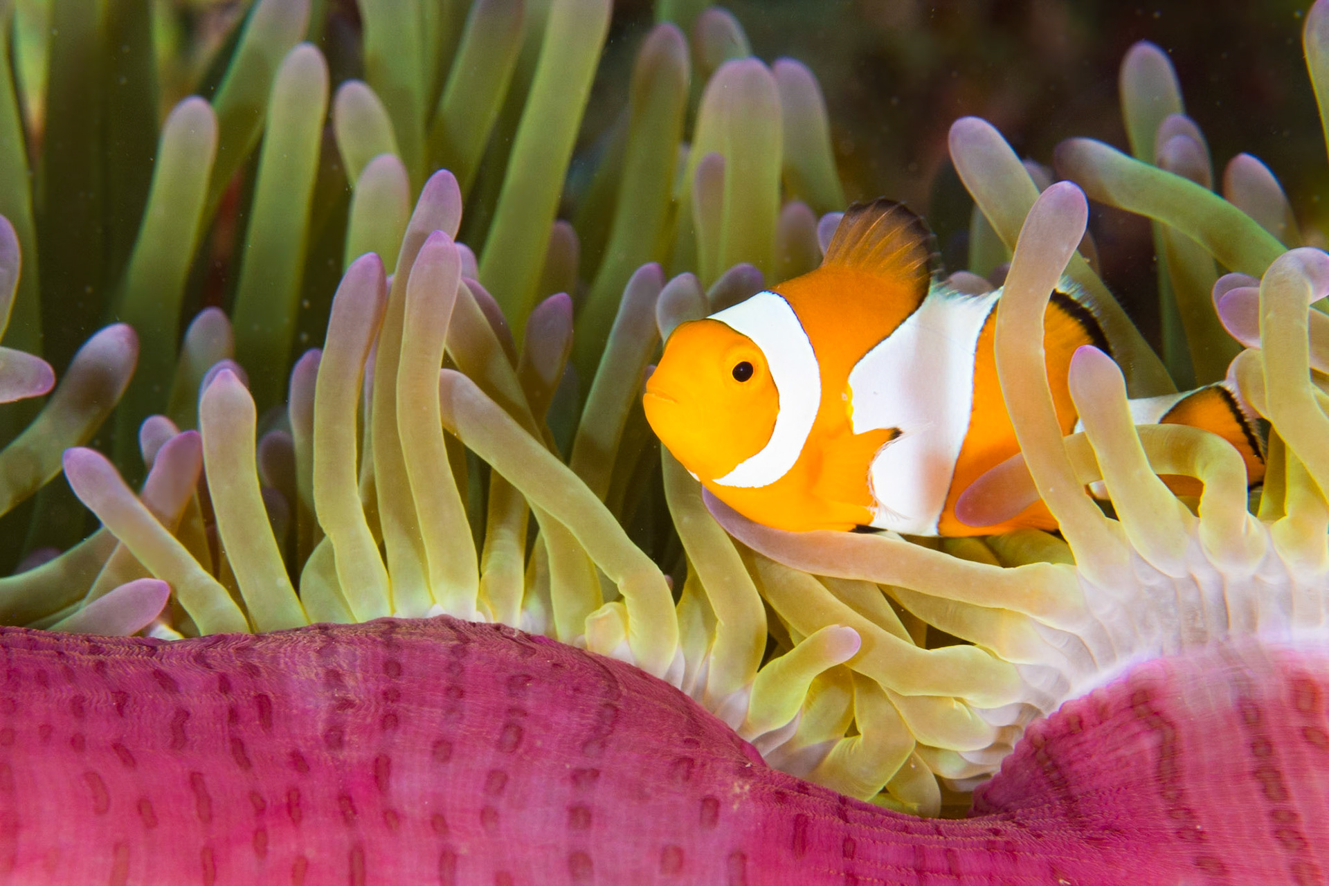 A False Clown Anemonefish and a Magnificent Anemone at the Nudi Garden dive site in Pemuteran, Bali, Indonesia
