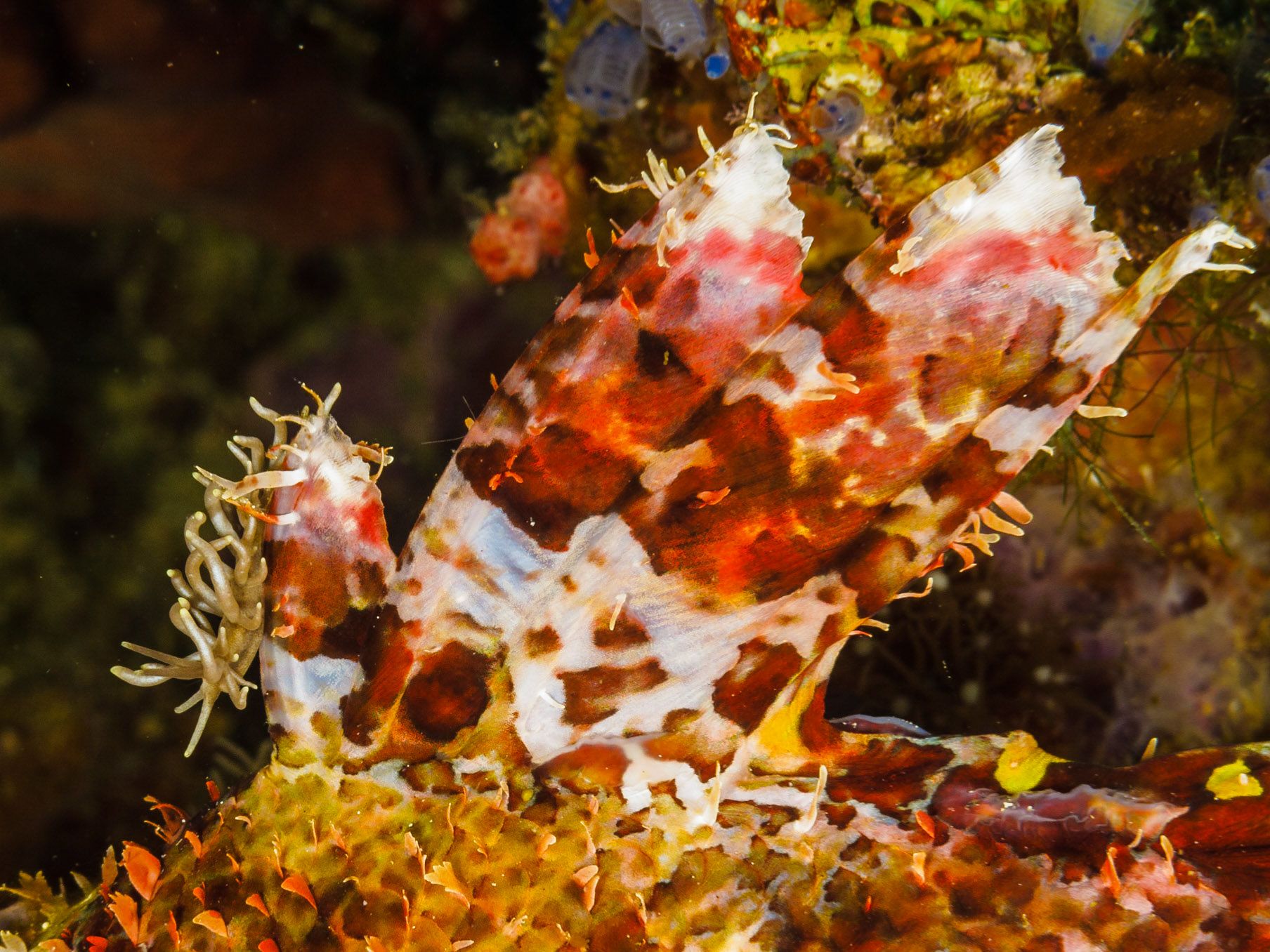 Phyllodesmium briareum nudibranch on scorpionfish fin