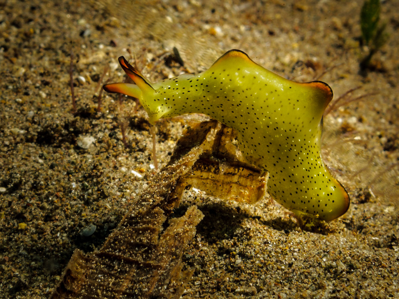 Ornate Sapsucking Slug (Elysia ornata)