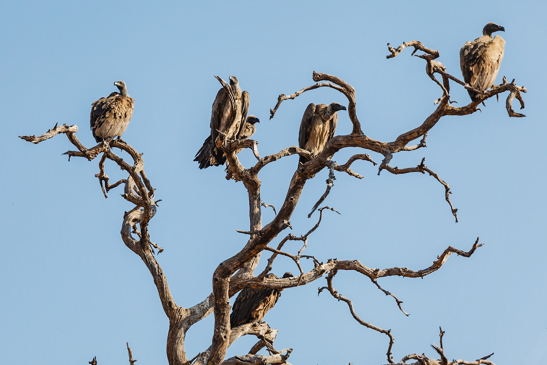 African White-backed Vultures
