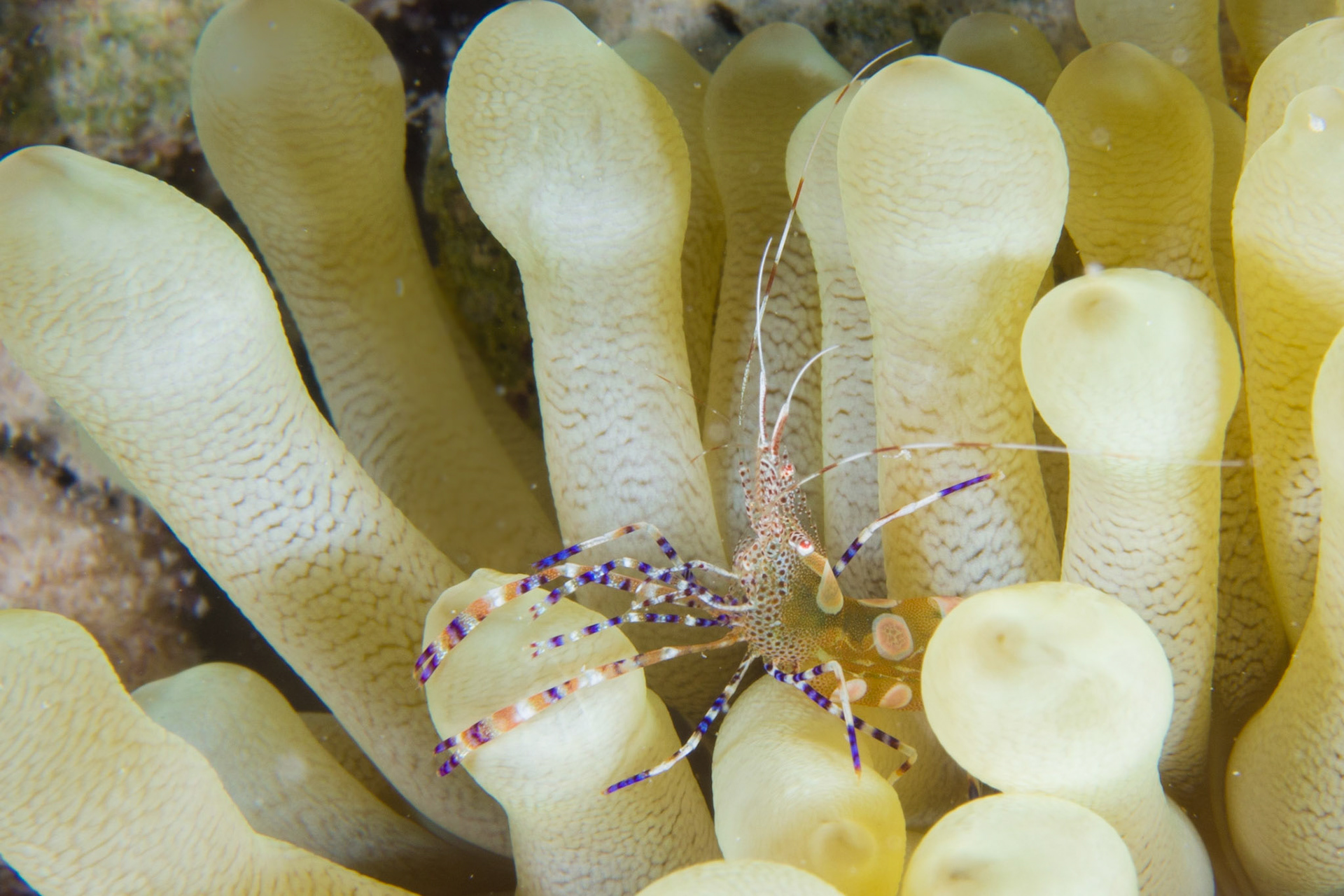 Spotted Cleaner Shrimp and Giant Anemone