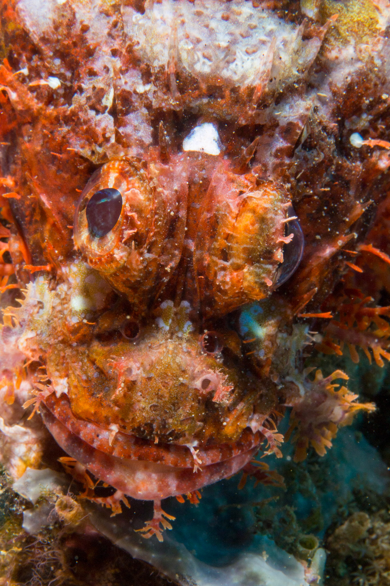 Tasseled Scorpionfish