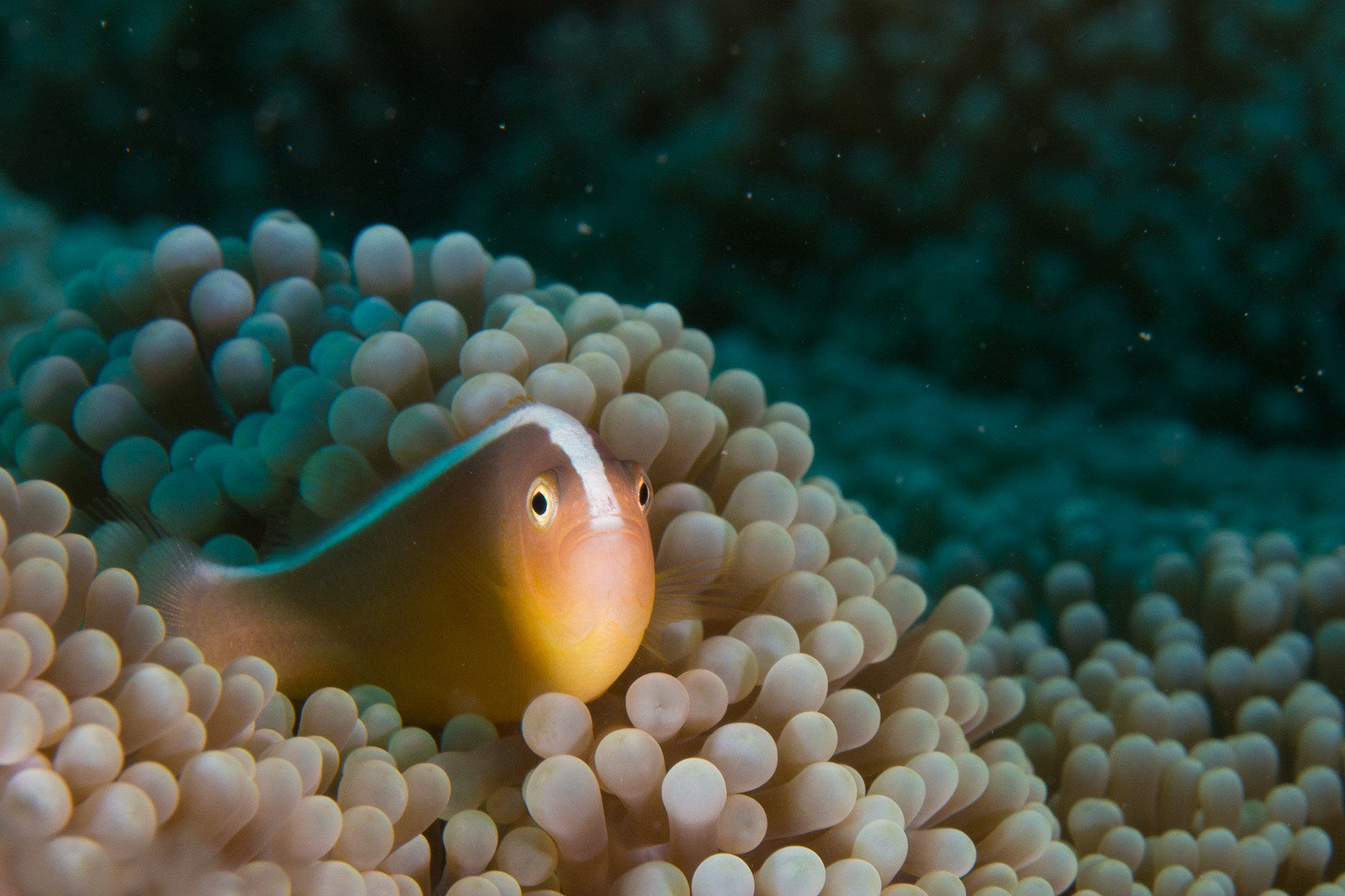 Orange Anemonefish and Merten's Anemone