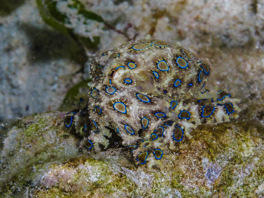 Greater Blue-ringed Octopus