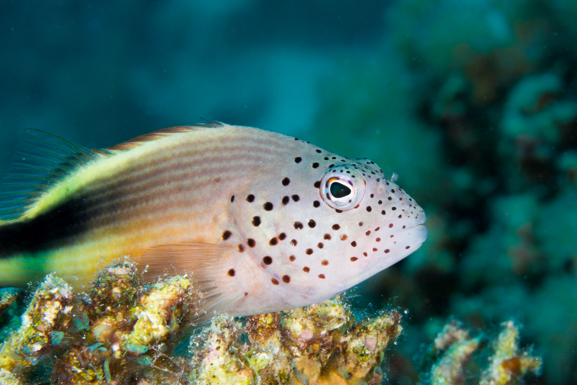Freckled Hawkfish