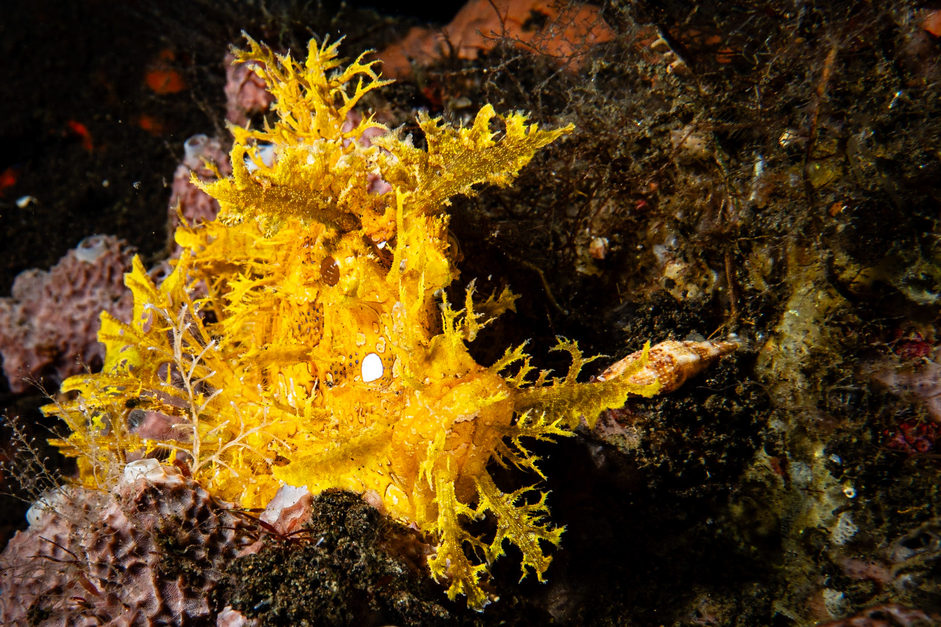 Weedy Scorpionfish