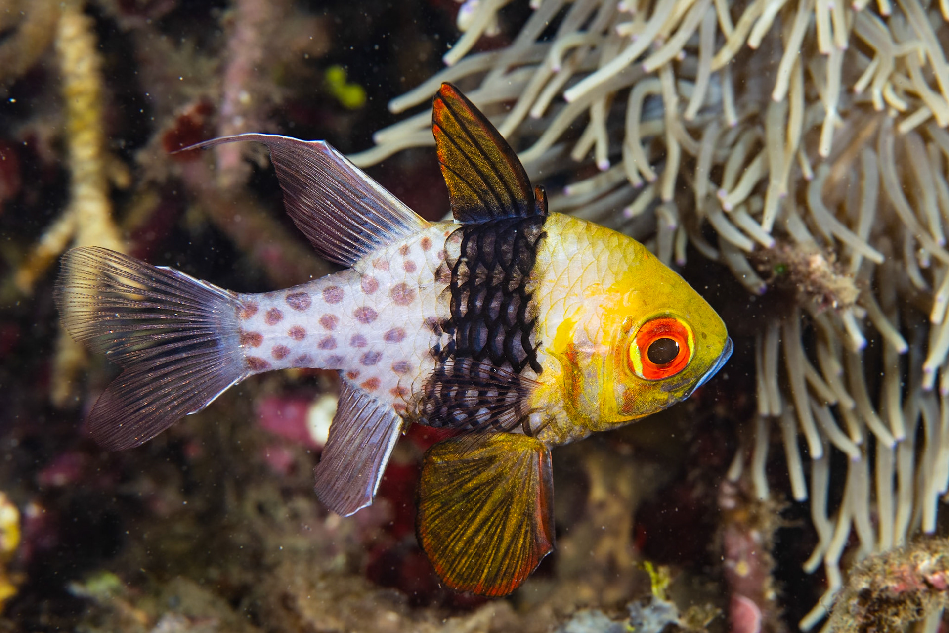 Pajama Cardinalfish